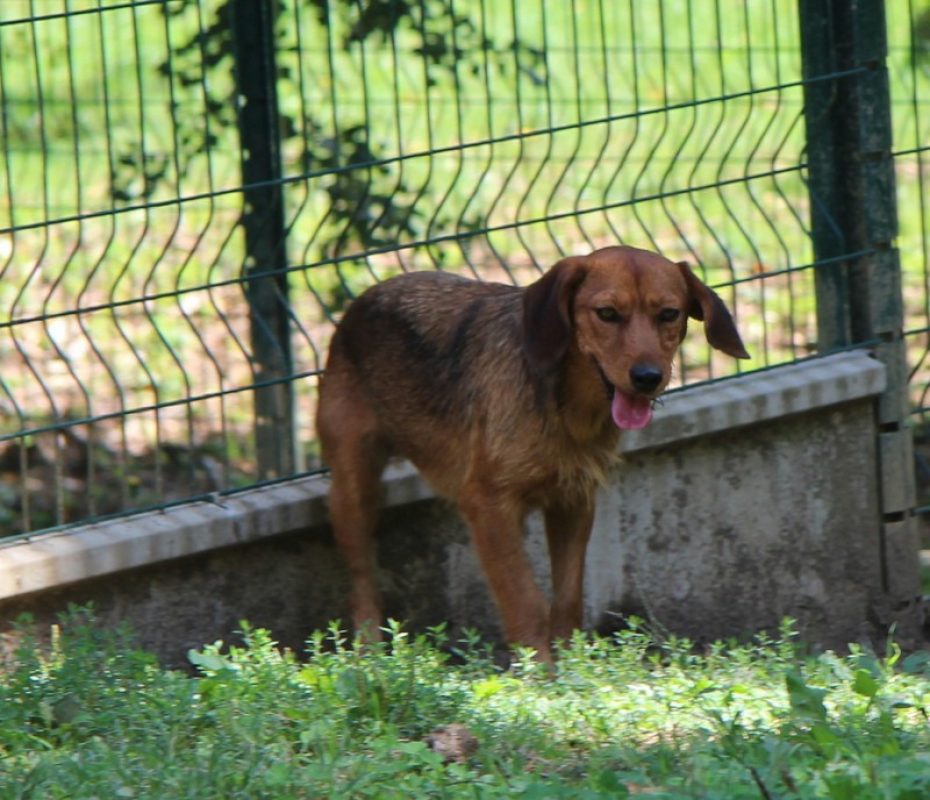 Zalie - Chien à adopter - photo 2