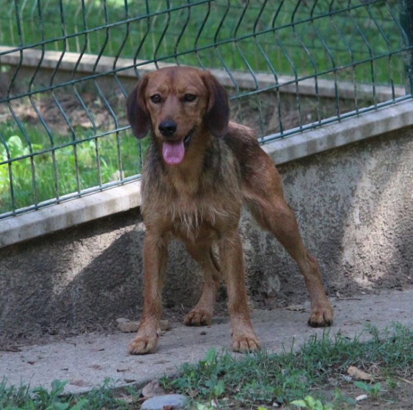 Zalie - Chien à adopter - photo 3