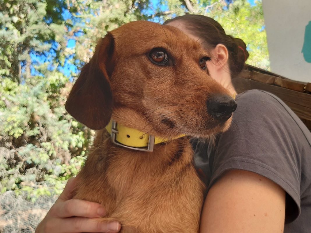 Zalie - Chien à adopter