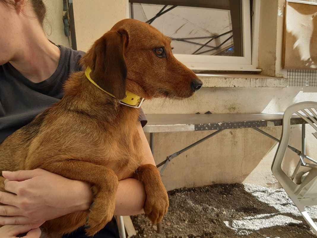 Zalie - Chien à adopter - photo 2