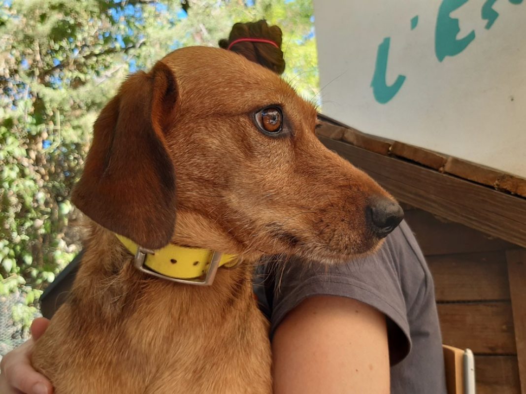 Zalie - Chien à adopter - photo 3