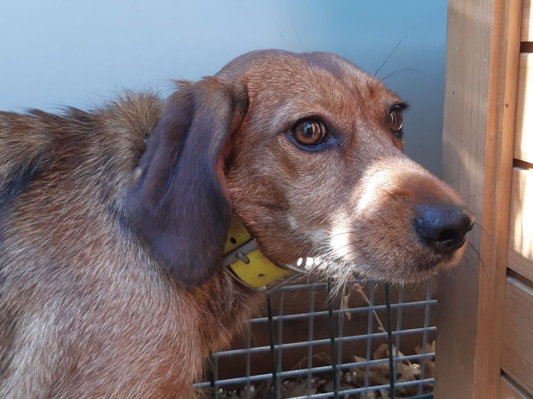 Zalie - Chien à adopter - photo 4