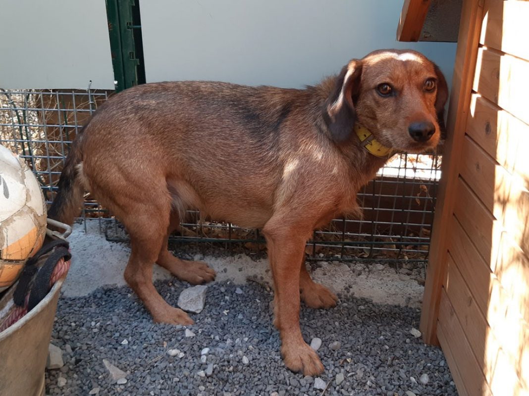 Zalie - Chien à adopter - photo 6