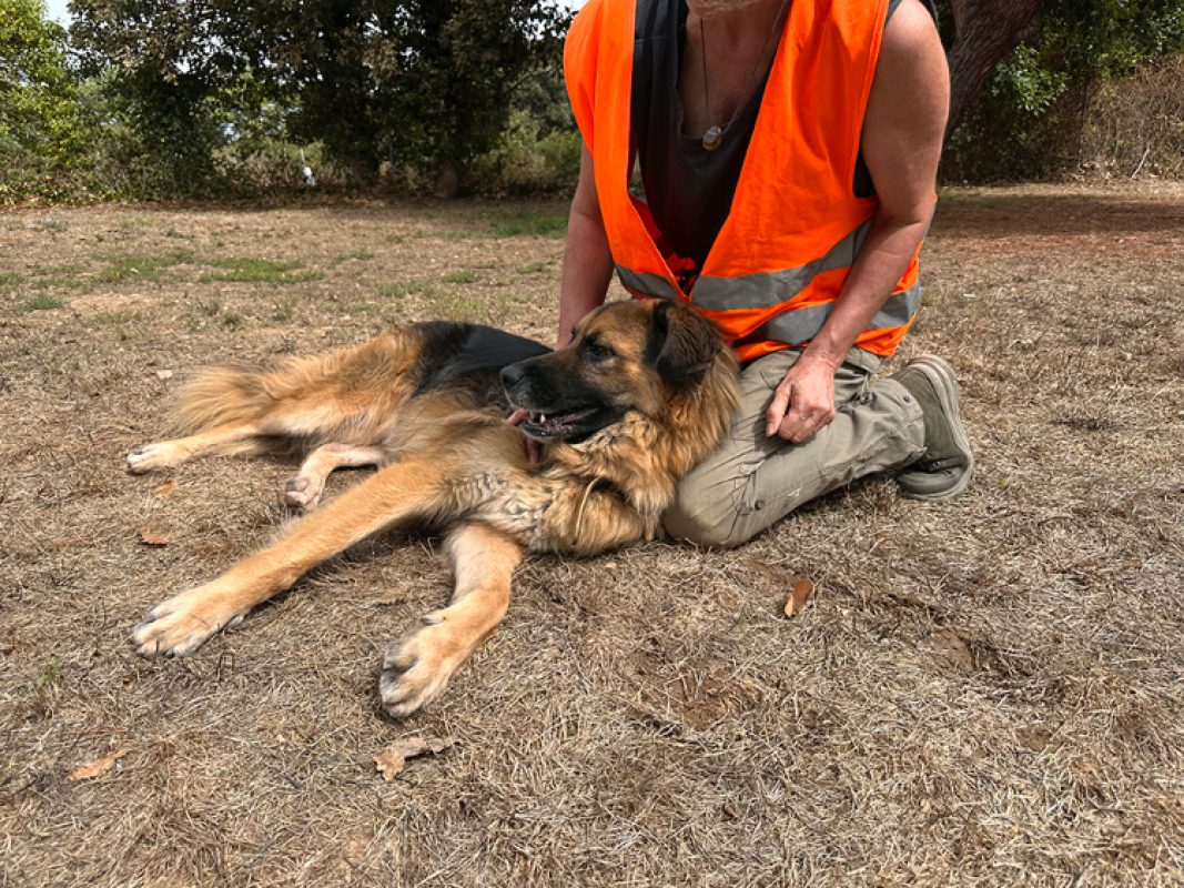 Lys - Chien Berger Allemand à adopter
