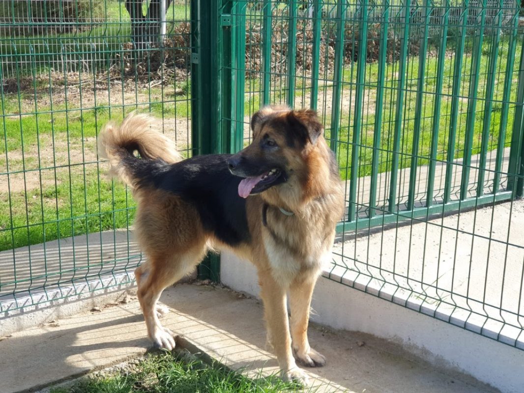 Lys - Chien Berger Allemand à adopter - photo 5