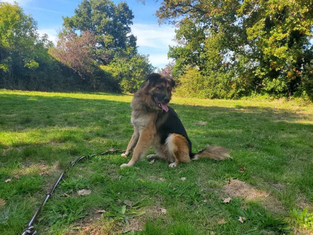 Lys - Chien Berger Allemand à adopter - photo 6