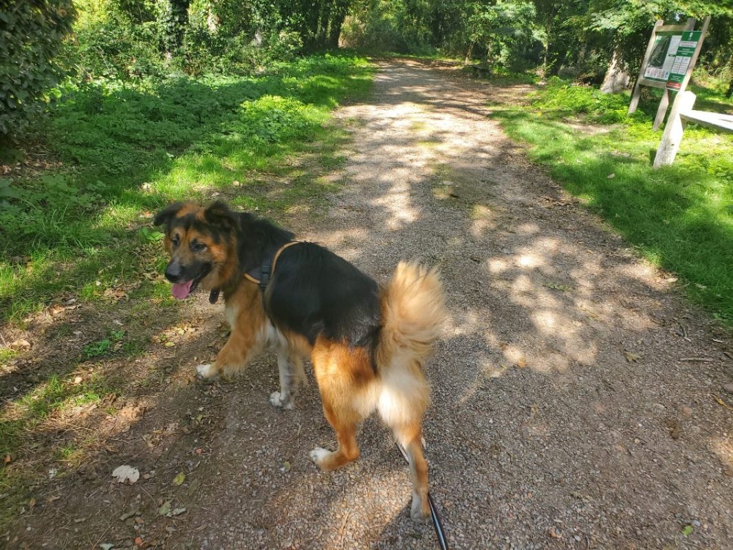 Lys - Chien Berger Allemand à adopter - photo 7