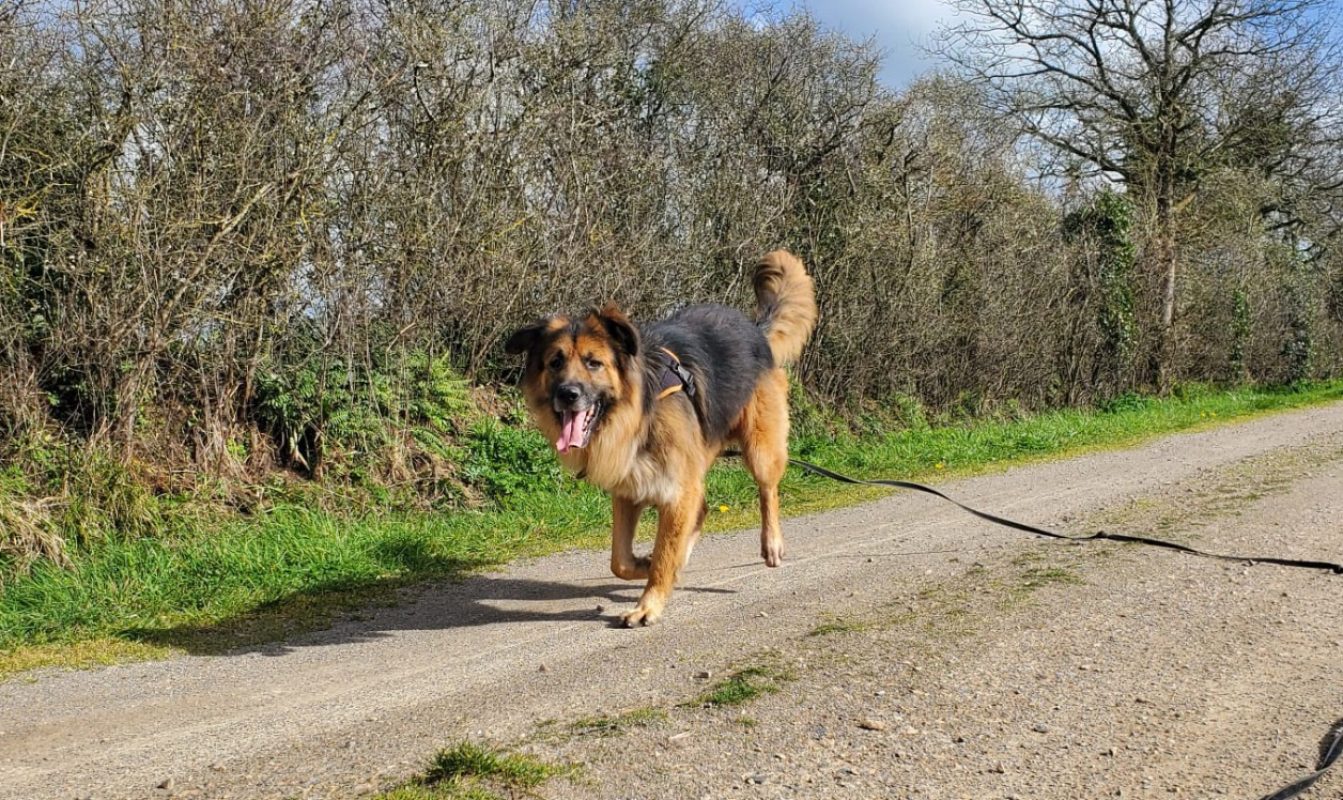 Lys - Chien Berger Allemand à adopter - photo 9