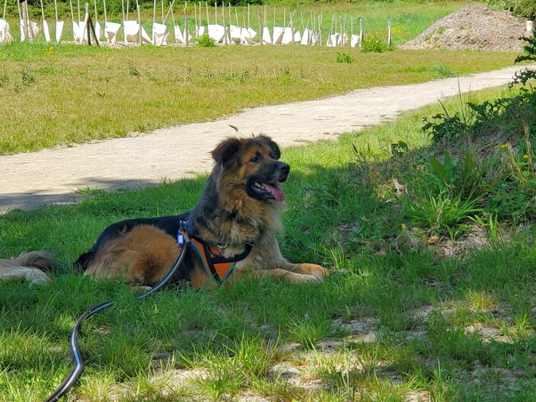Lys - Chien Berger Allemand à adopter - photo 10