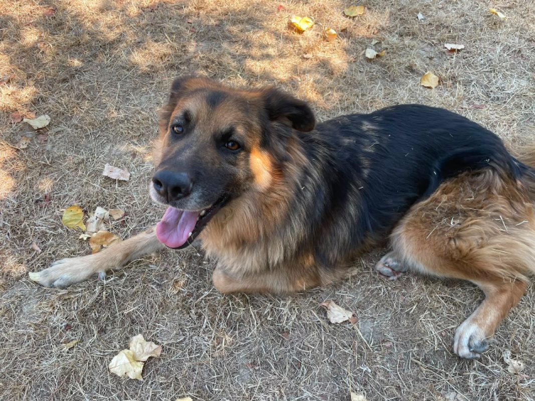 Lys - Chien Berger Allemand à adopter - photo 13