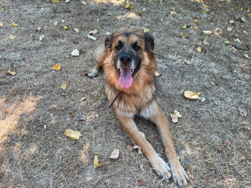 Lys - Chien Berger Allemand à adopter - photo 15