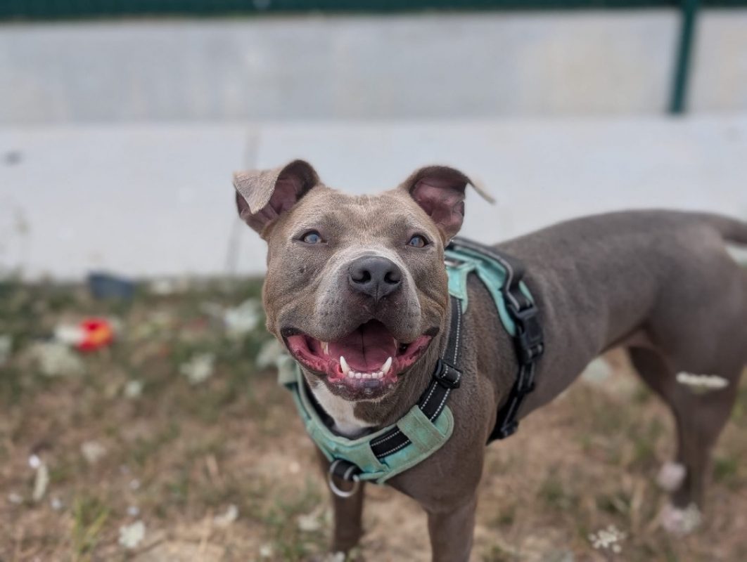Muesli - Chien Terrier à adopter