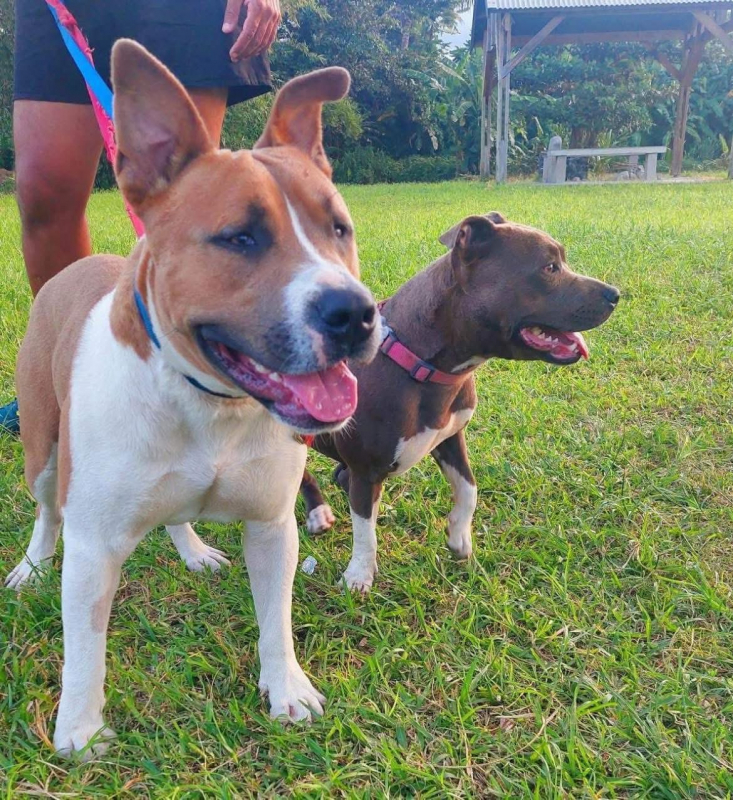 Photo #1 de BALOU