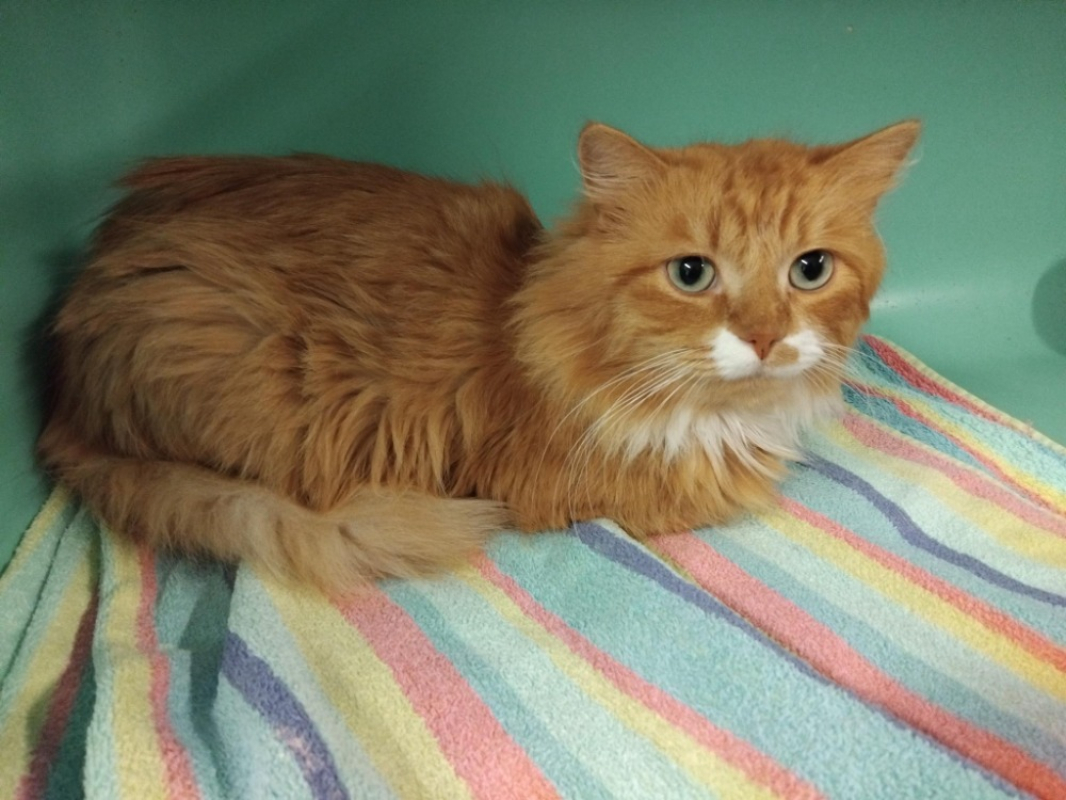 Photo #1 de Voltaire