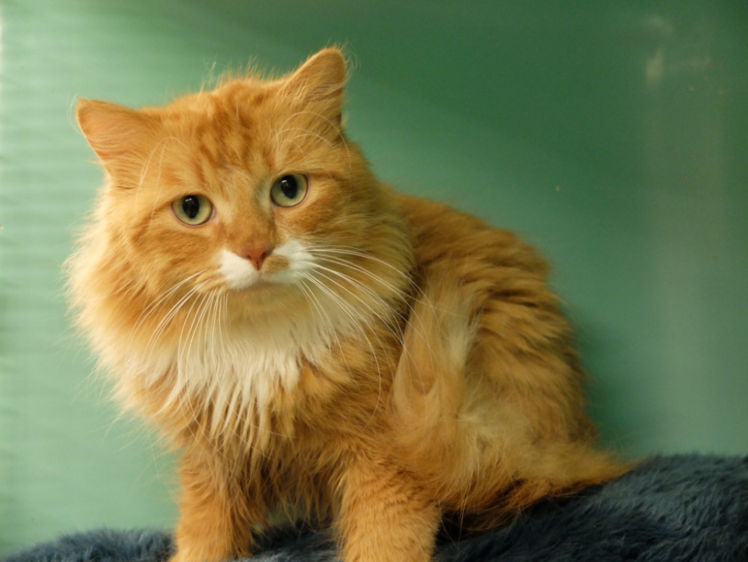 Photo #2 de Voltaire