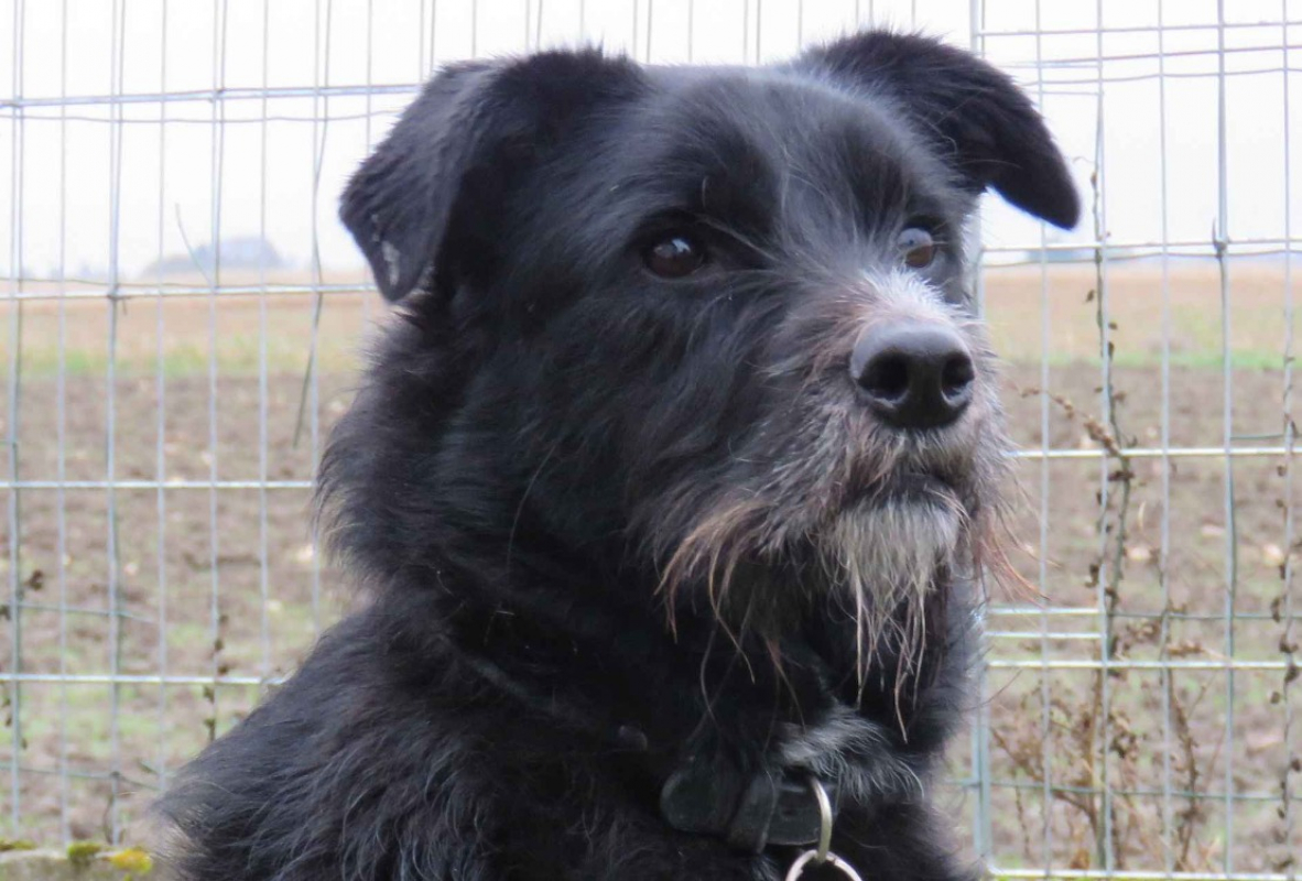 Photo #1 de Biscotte