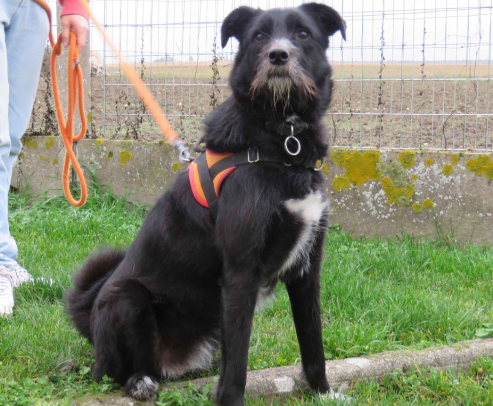 Photo #2 de Biscotte