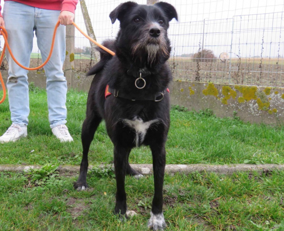 Photo #3 de Biscotte