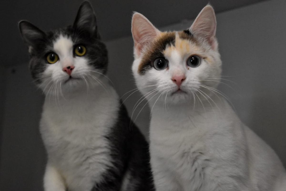 Photo #2 de Filae *réservé*