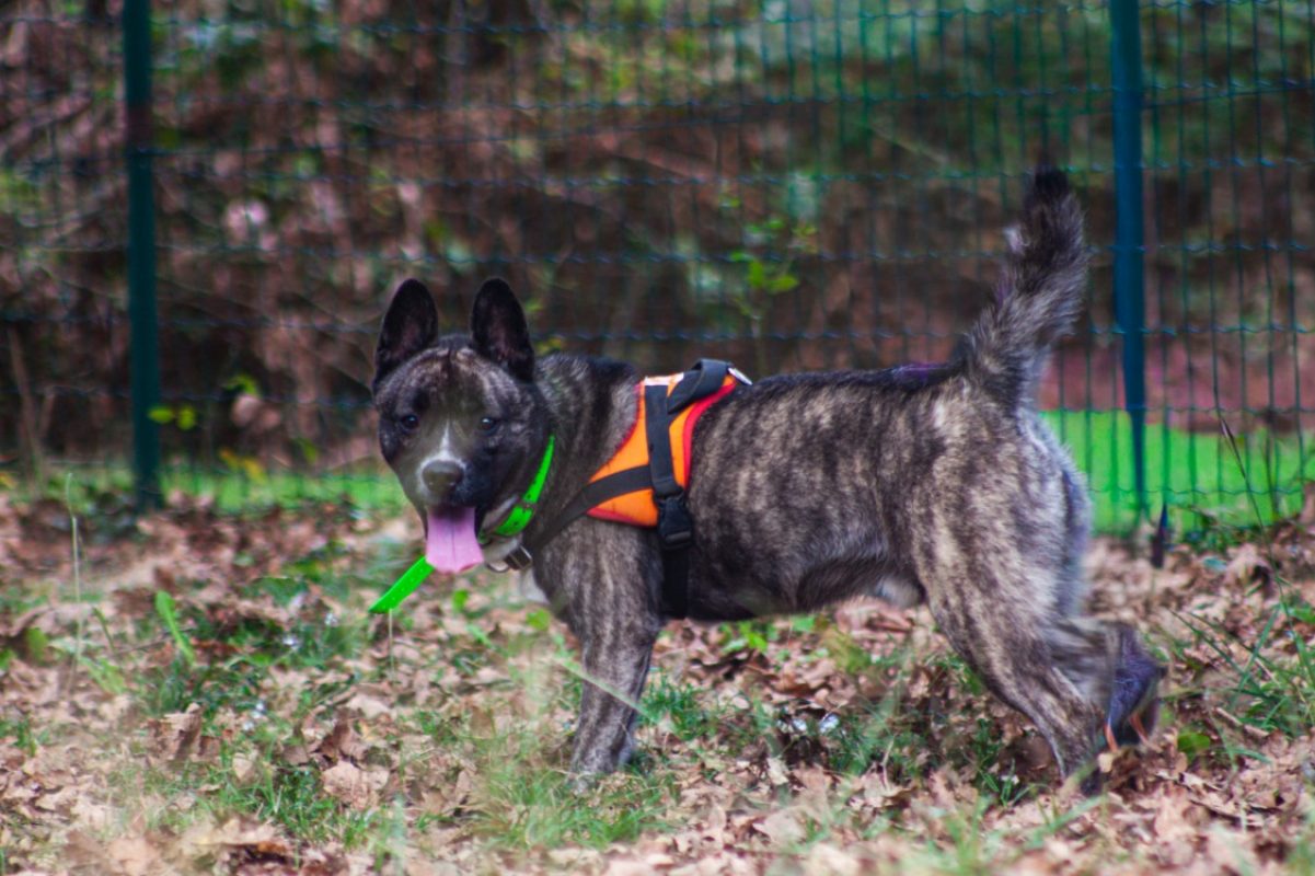 Paki - Chien à adopter