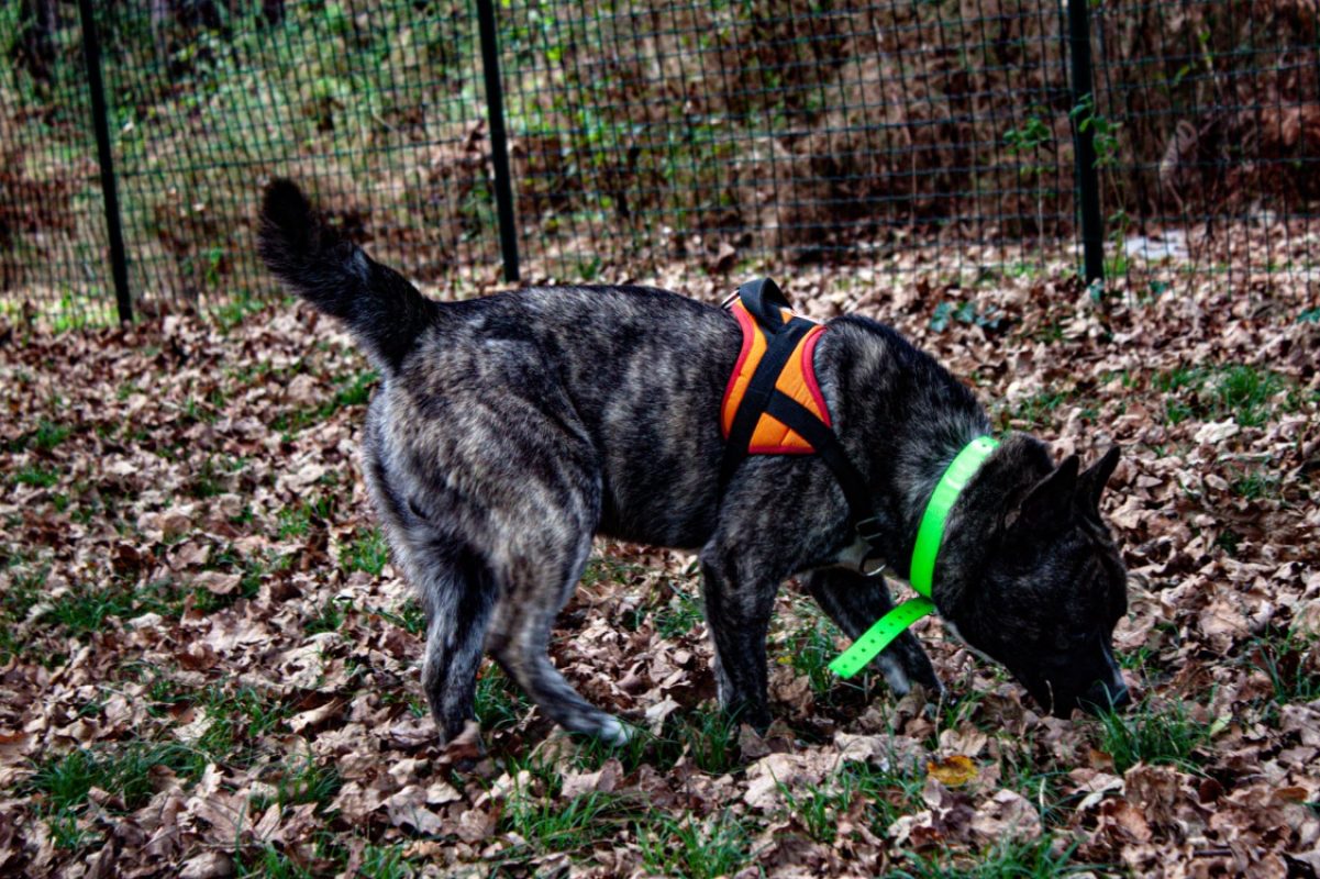 Paki - Chien à adopter - photo 2