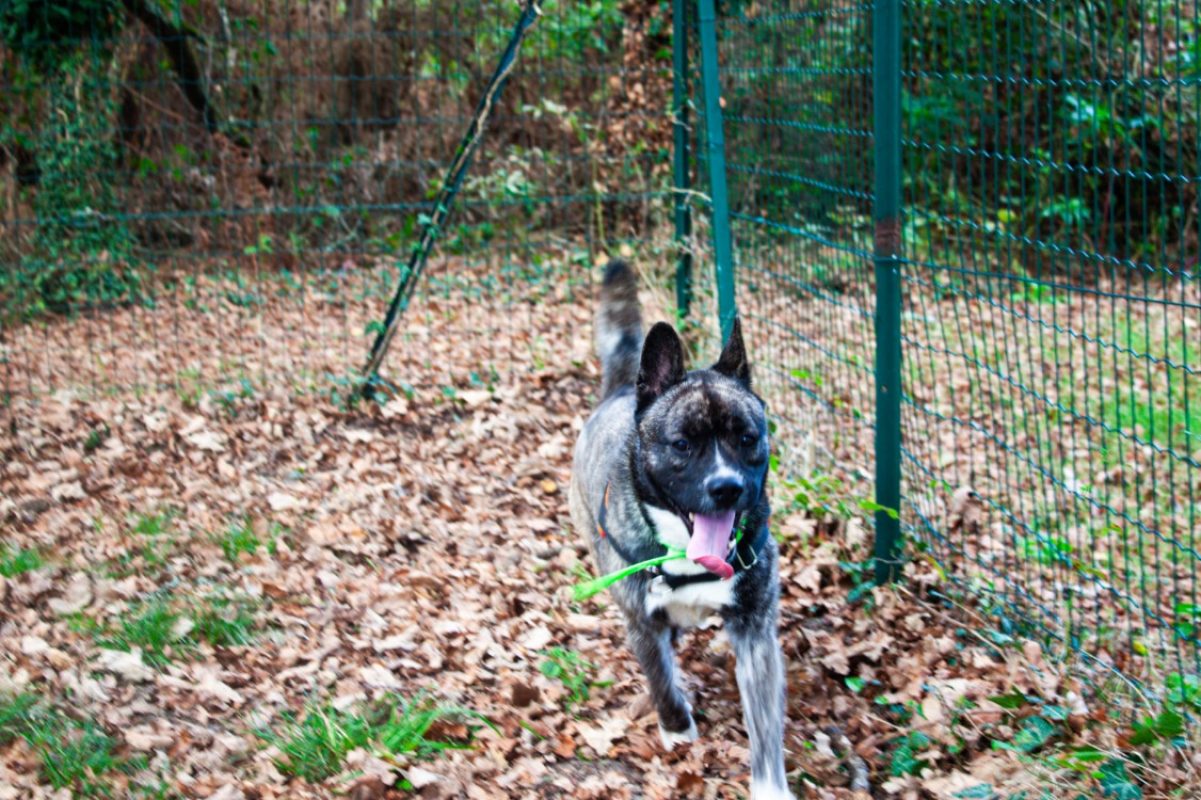 Paki - Chien à adopter - photo 3