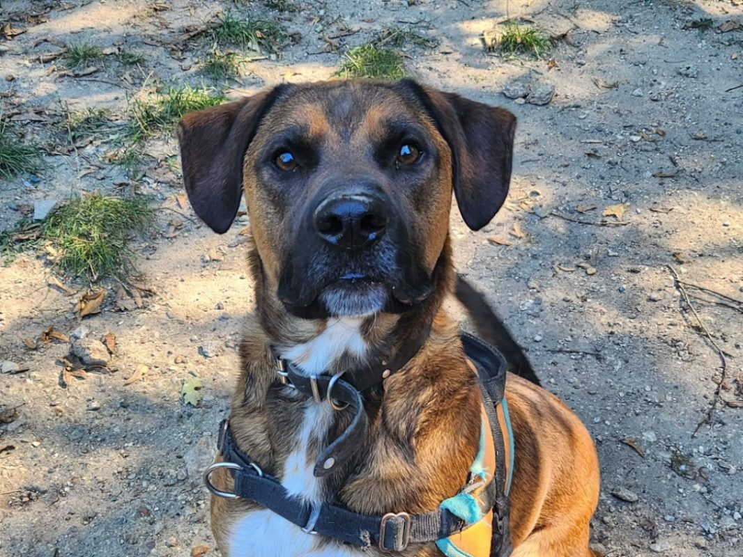 Karamel - Chien à adopter