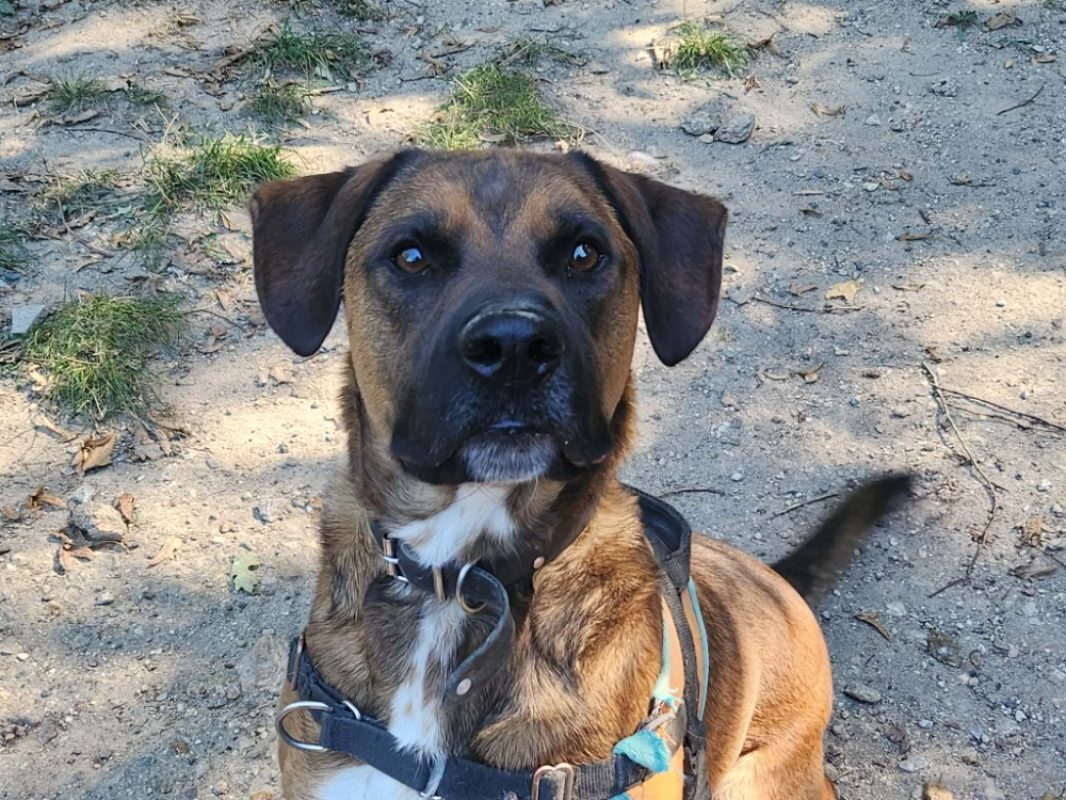 Karamel - Chien à adopter - photo 2