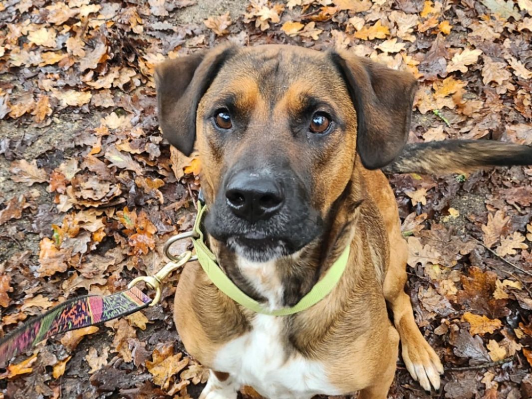 Karamel - Chien à adopter - photo 3