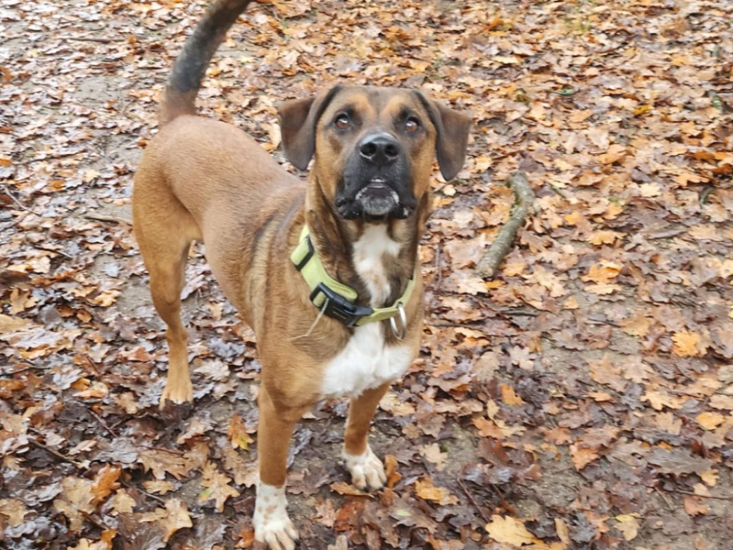 Karamel - Chien à adopter - photo 4