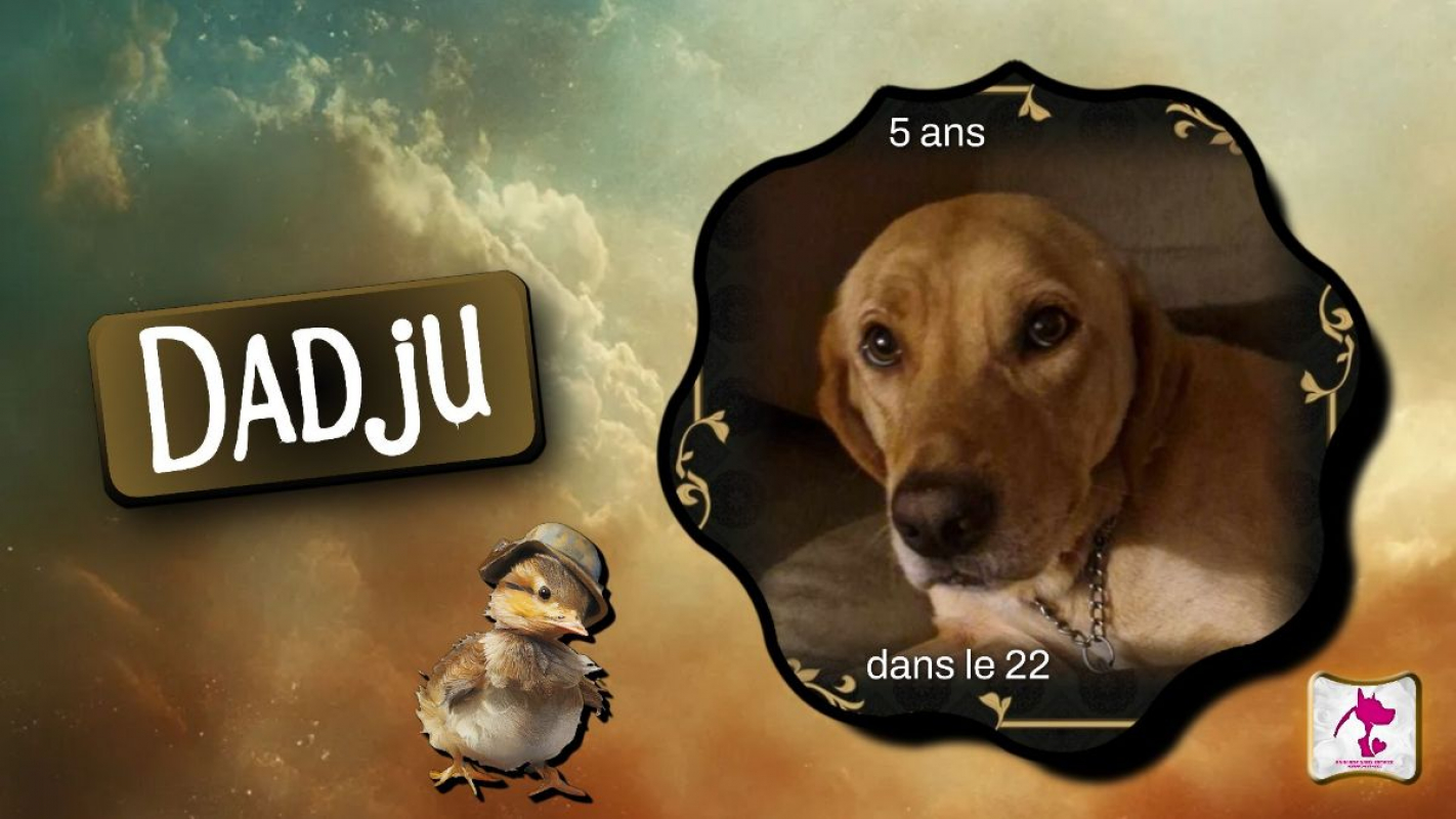Photo de Dadju