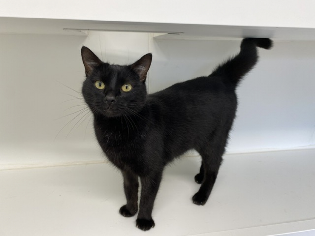 Photo #1 de Midnight