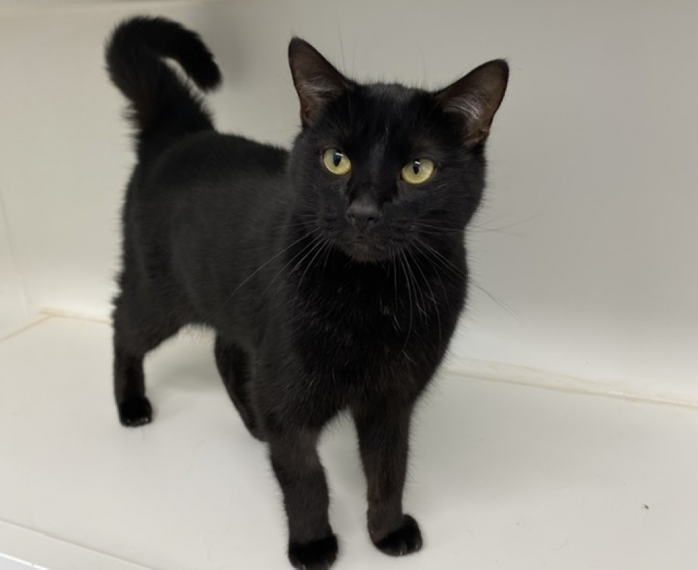 Photo #2 de Midnight