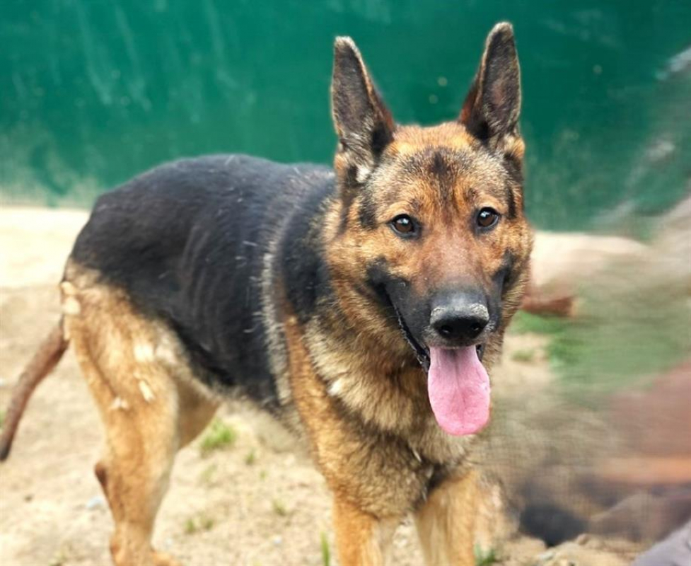 Photo #2 de Sherlock