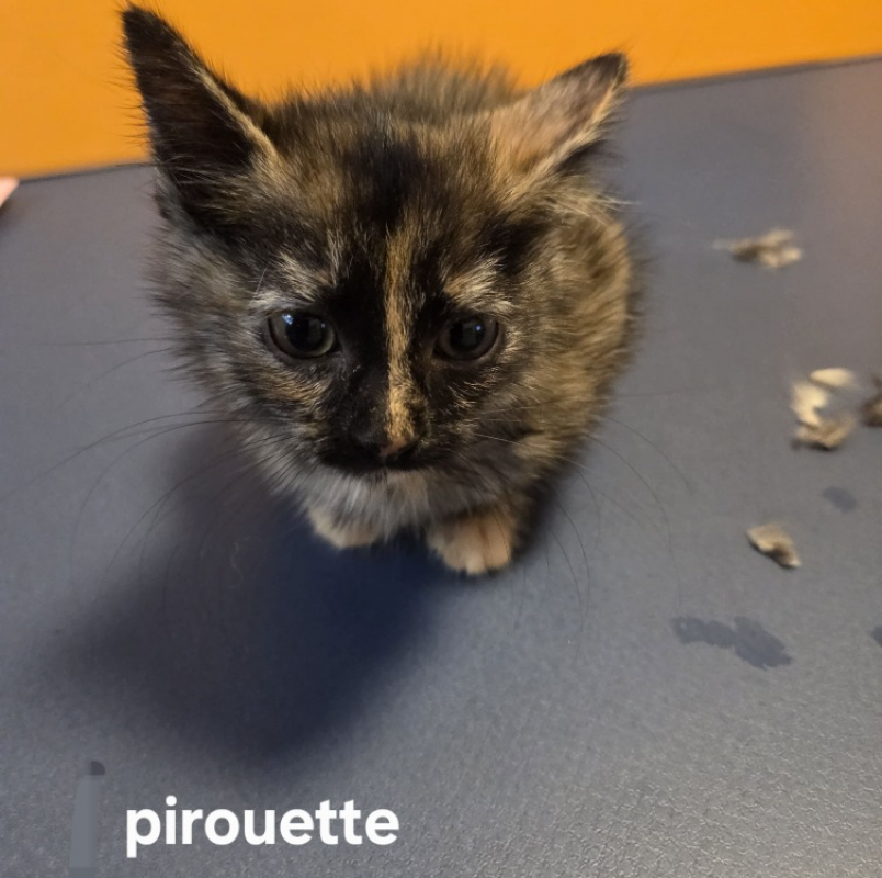 Photo de Pirouette