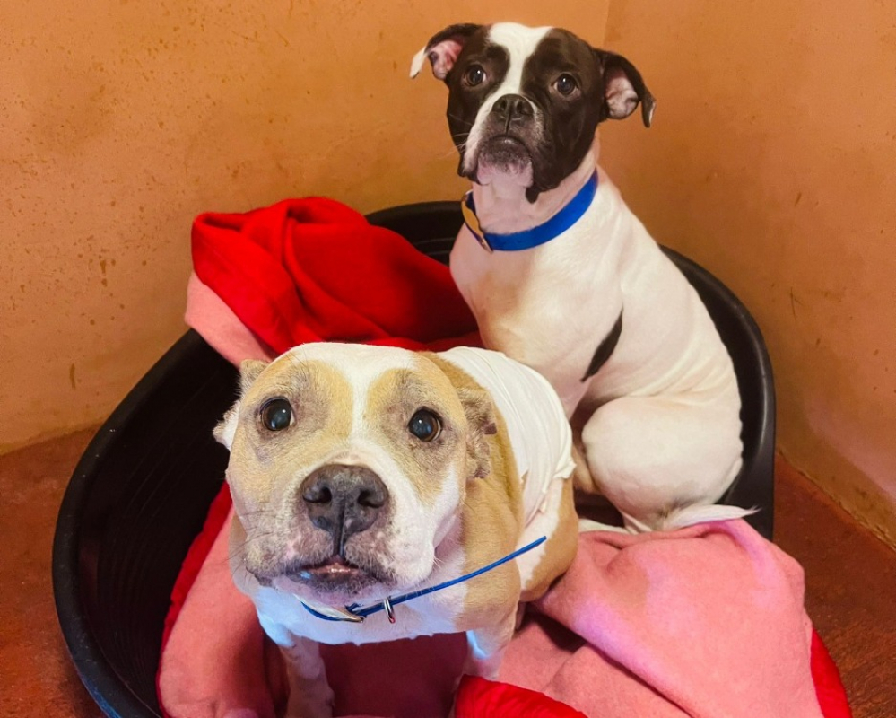 Photo #1 de Leika & venus