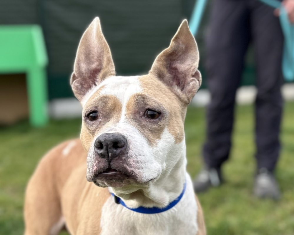 Photo #2 de Leika & venus