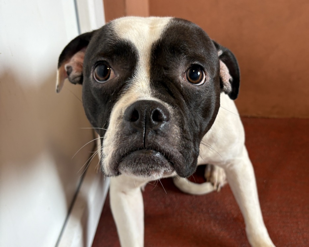 Photo #4 de Leika & venus