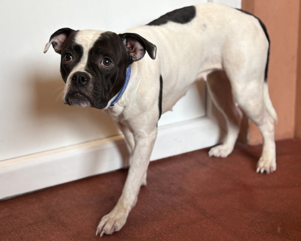 Photo #5 de Leika & venus