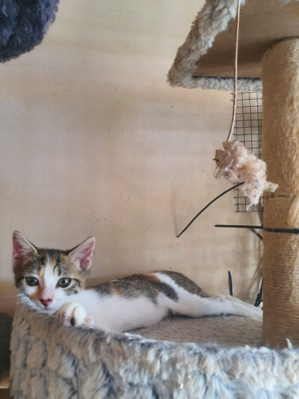 Photo #1 de Tourmaline