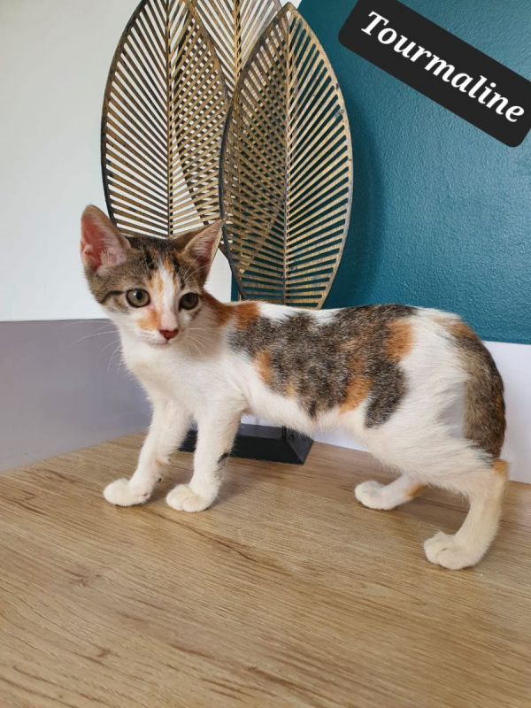 Photo #2 de Tourmaline