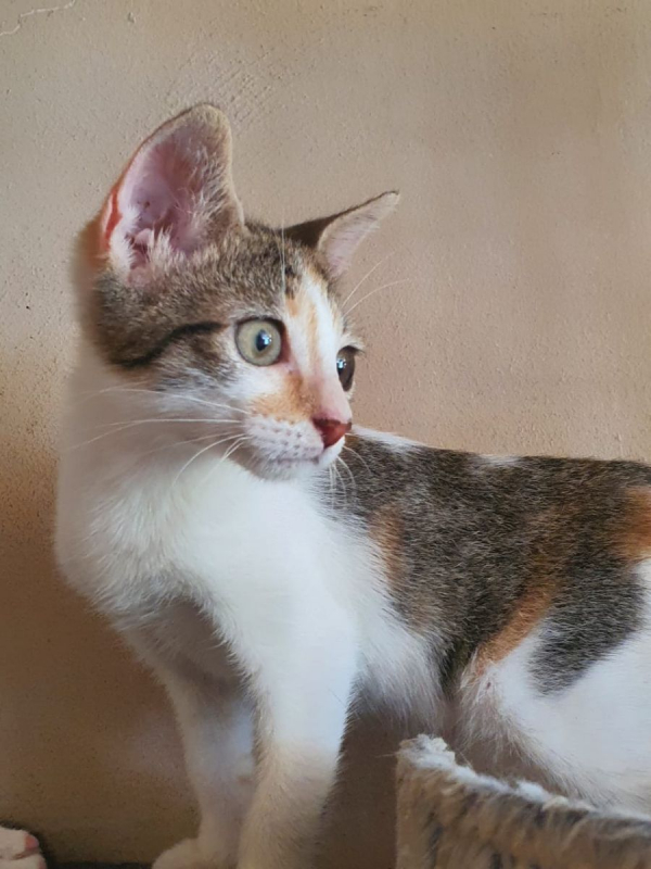 Photo #3 de Tourmaline