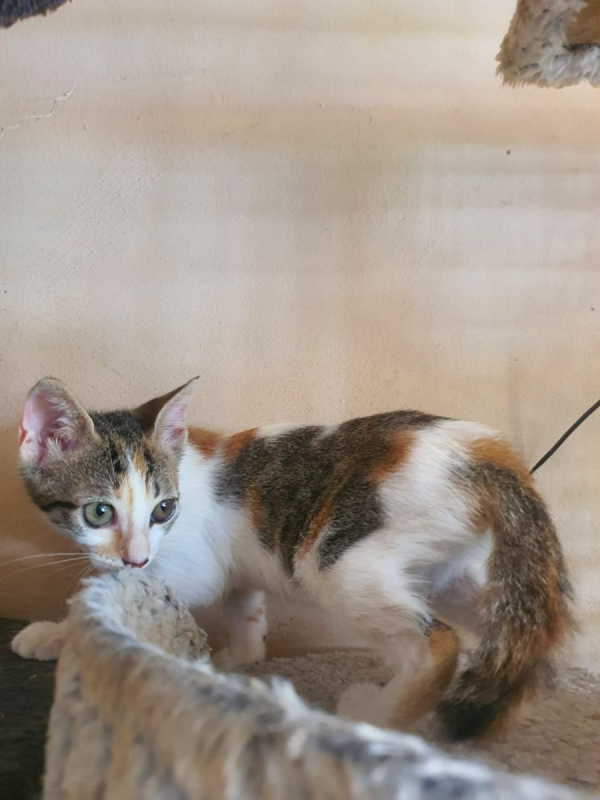 Photo #4 de Tourmaline