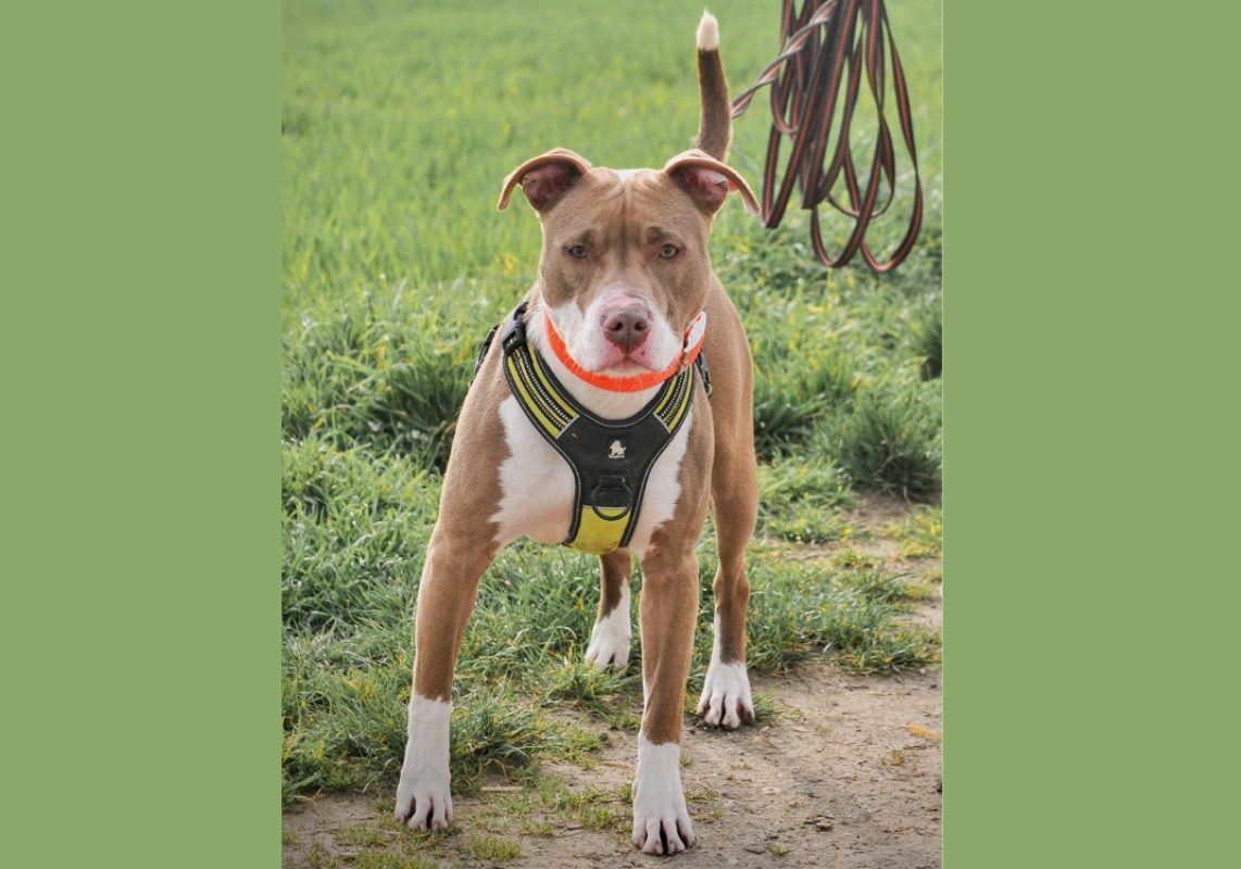 Ana - Chien à adopter