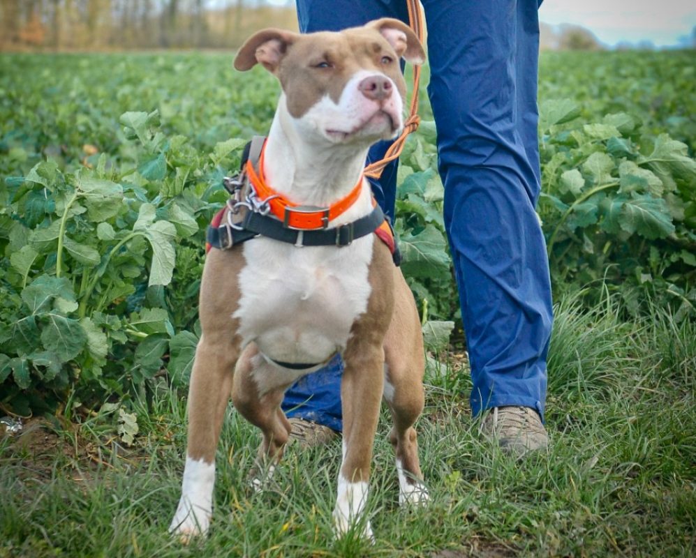 Ana - Chien à adopter - photo 3