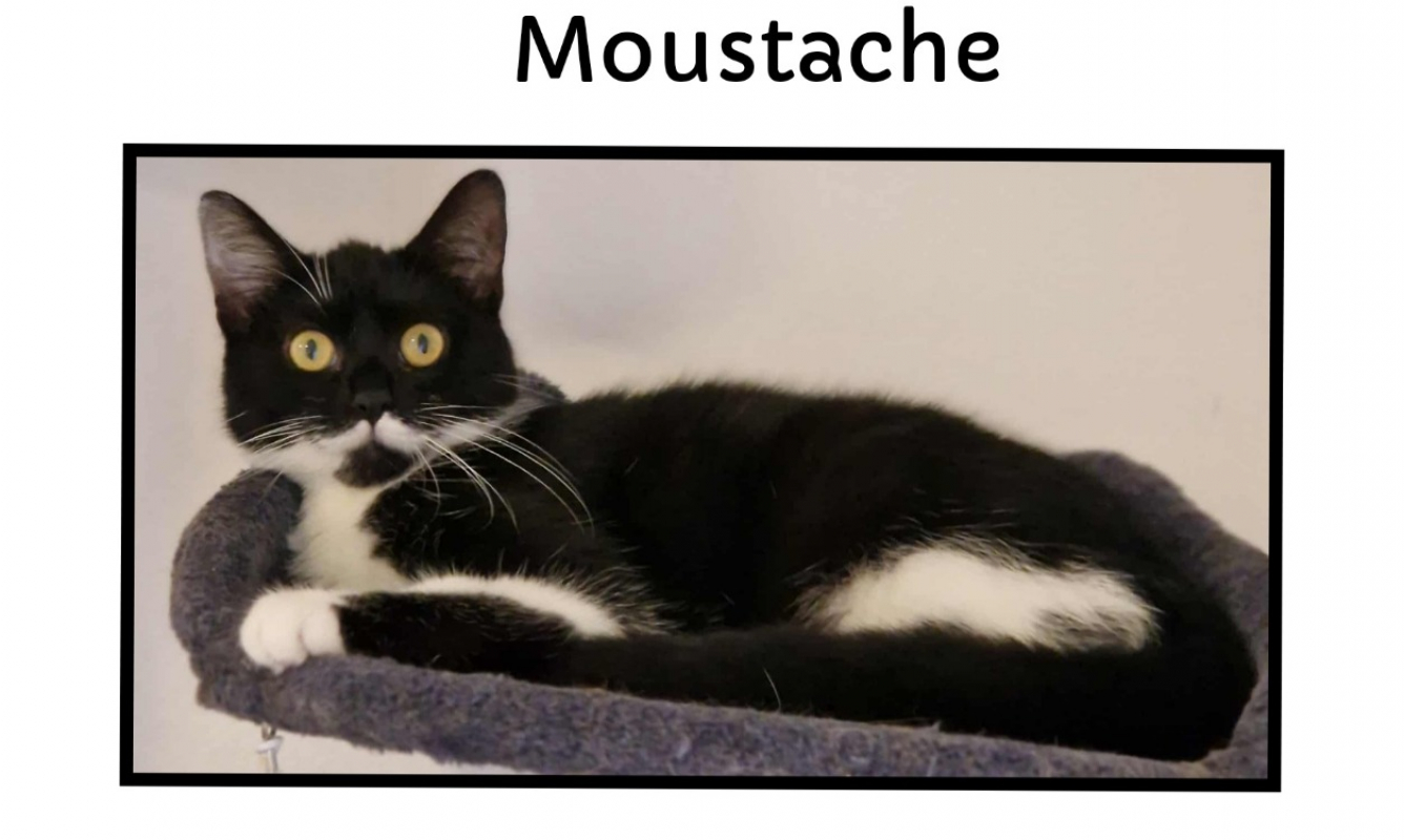 Photo de Moustache