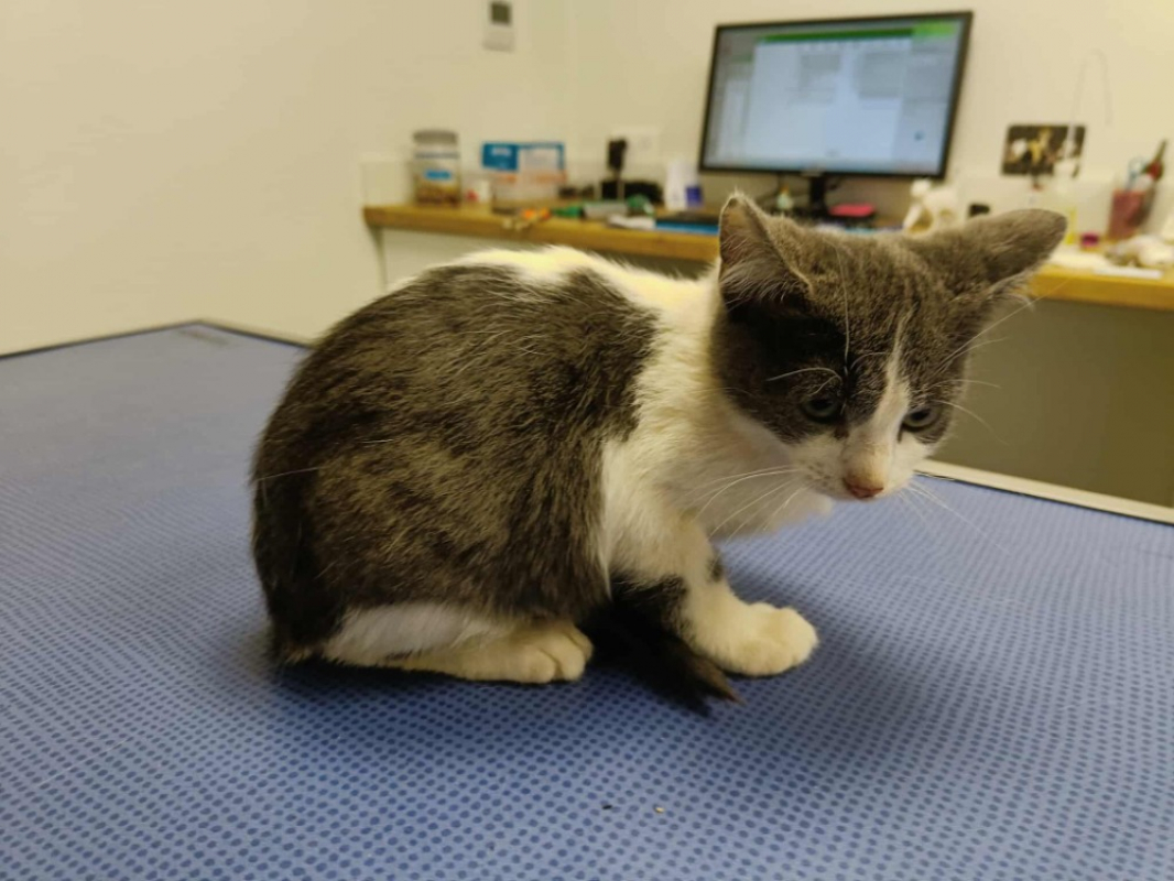 Photo #1 de Mandoline