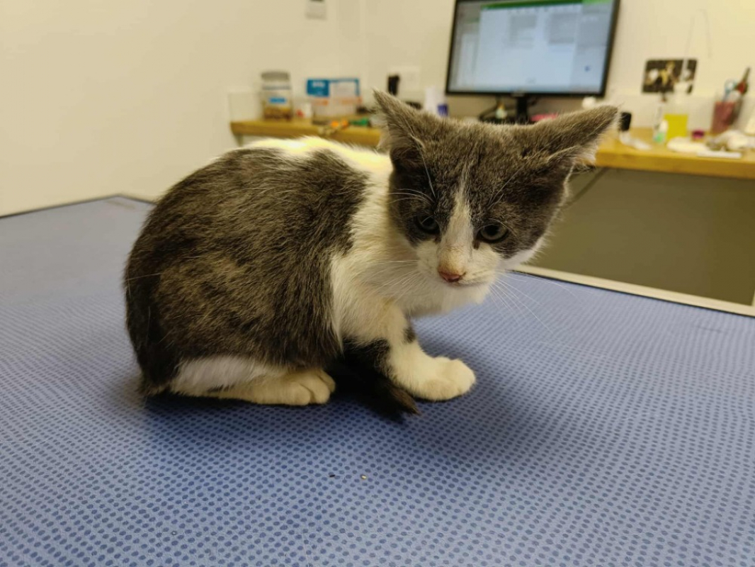 Photo #2 de Mandoline