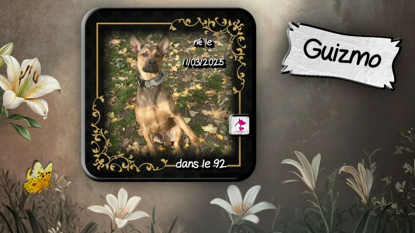 Photo de Guizmo