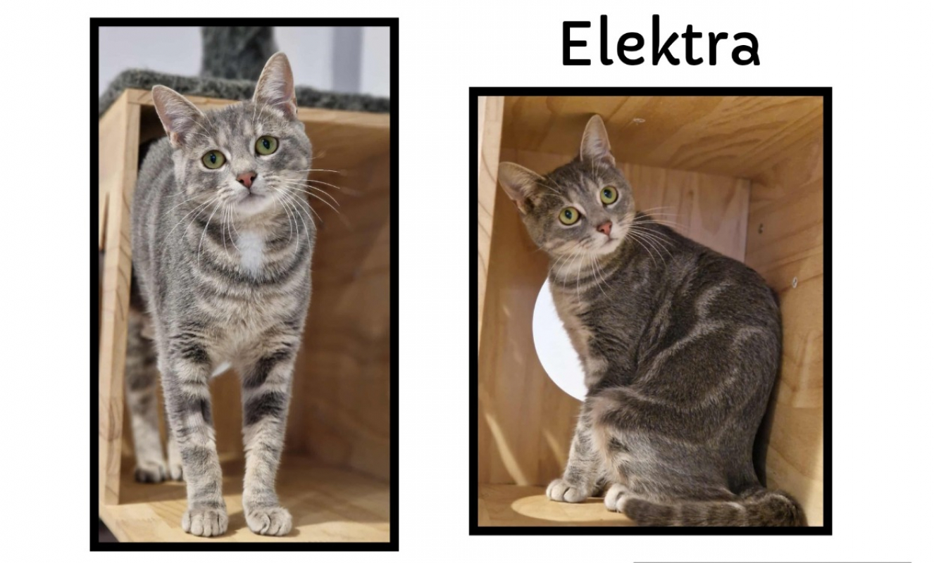 Photo de Elektra